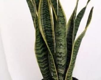 Sansevieria "Laurentii Superba", Snake Plant,  Air Purifying, Toxin Removal, Clean, Easy Care, Yellow Plant,  4" container