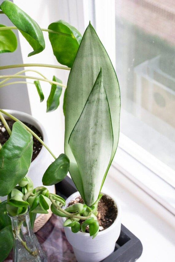 Silver Sansevieria "moonshine", 4" Container, Moon Plant, Easy Care, Snake  Plant - Etsy