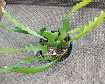 Ric Rac cactus. 6" container, Succulent/Cactus,  Rare plant