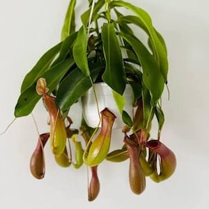 May include: A hanging potted plant with long, green leaves and several pitcher-shaped flowers in shades of green, yellow, and burgundy. The plant is suspended by a white cord against a white background. The plant is a Nepenthes.