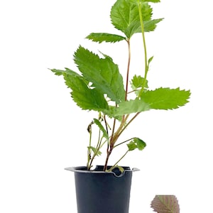 May include: A young blackberry plant in a black pot, featuring vibrant green leaves and reddish stems. A sprig of leaves and a ripe blackberry are shown to the right. The plant is set against a clean white background, highlighting the plant's details.