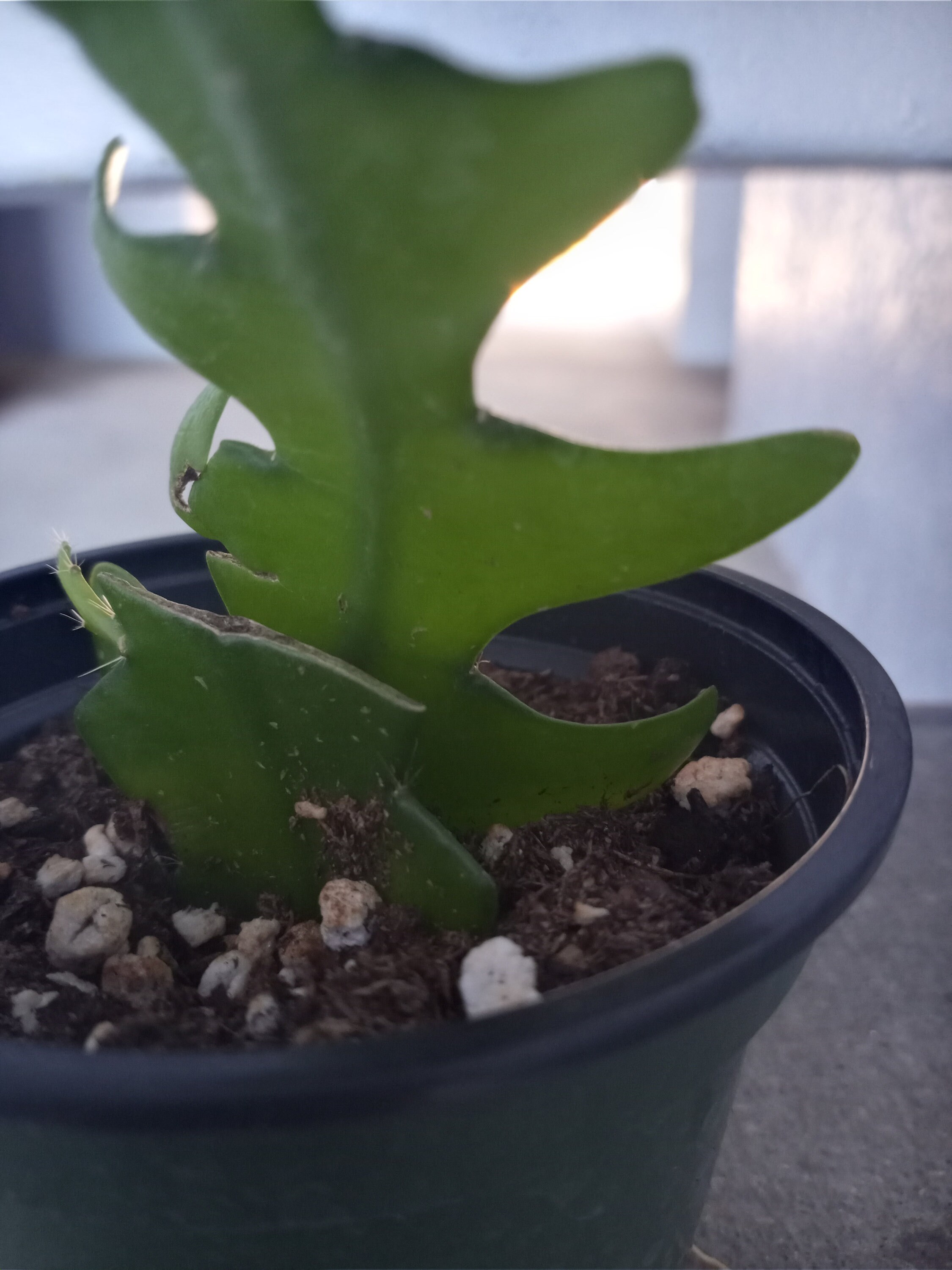 Shark Tooth Cactus Flower