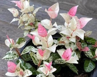 Snow'N'Summer Jasmine, Variegated Pink White Foliage, 4" Container Plant