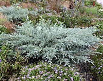 Grey Owl Juniper Bonsai, Landscape, Unique , 2" Starter Plant, Evergreen Bonsai, 3 Starter Plants Per Order
