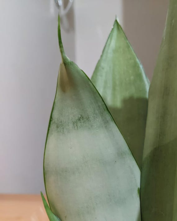 Silver Sansevieria "moonshine", 4" Container, Moon Plant, Easy Care, Snake  Plant - Etsy