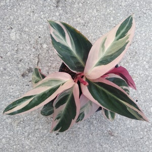 Live Plant, Stromanthe Triostar, Tricolor, Prayer Plant, Calathea, Pink Calathea, 4" container