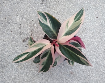 Live Plant, Stromanthe Triostar, Tricolor, Prayer Plant, Calathea, Pink Calathea, 4" container