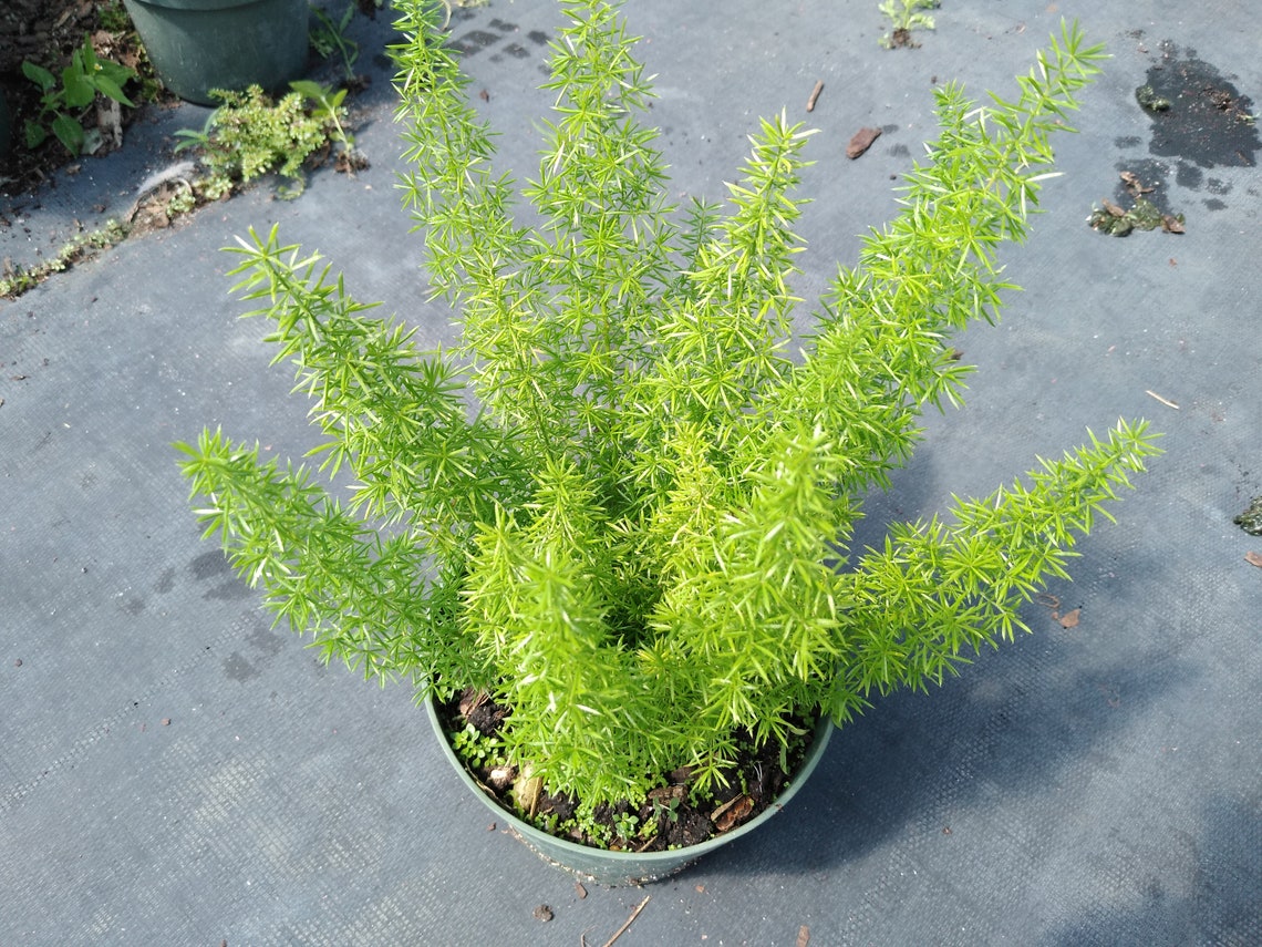 Live Plant Asparagus Densiflorus myers Asparagus Etsy