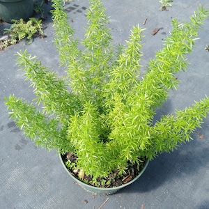Live Plant, Asparagus Densiflorus &quot;Myers&quot;, Asparagus Fern, Plume Asparagus, Foxtail Fern, 4&quot; container