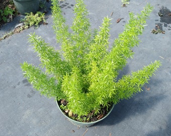 Live Plant, Asparagus Densiflorus "Myers", Asparagus Fern, Plume Asparagus, Foxtail Fern, 4" container