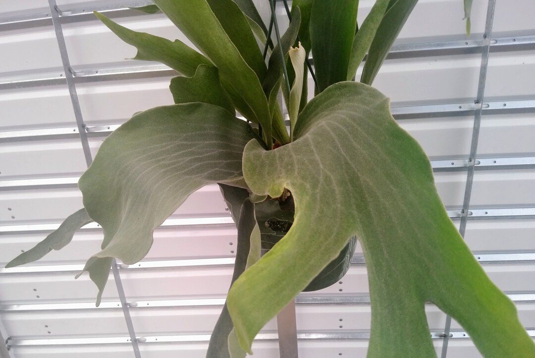 Staghorn Fern "netherlands", 8" Hanging Basket, House/office - Etsy