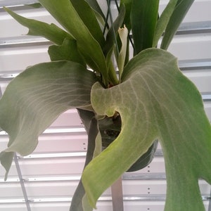 Staghorn Fern &quot;Netherlands&quot;, 8&quot; hanging basket, House/Office