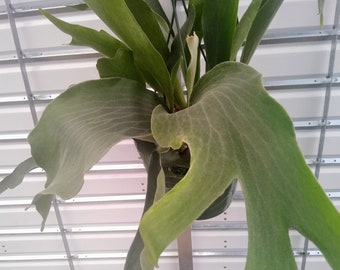 Live Plant, Staghorn Fern "Netherlands", 8" hanging basket, House Plant, Office Plant