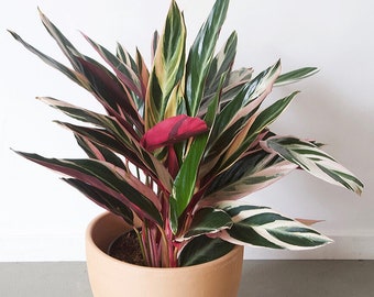 Stromanthe Triostar, 6" container