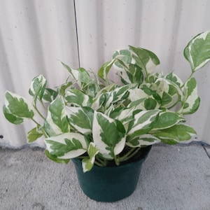 May include: A potted houseplant with green and white variegated leaves. The plant is in a dark green pot, set against a textured white wall. The leaves have a striking pattern.
