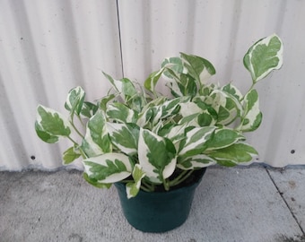 Live, Air Purifying, 4" container, Pothos "Pearls and Jade", Devil's Ivy, House/Office plant