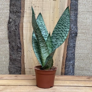 Sansevieria &quot;Black Coral&quot;, Snake Plant, Dark Green, Air Purifying,  Toxin Removal,  Easy Care, 4&quot; Container