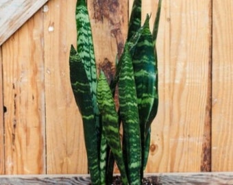 Sansevieria "Black Coral", Snake Plant, Dark Green, Air Purifying,  Toxin Removal,  Easy Care, 4" Container