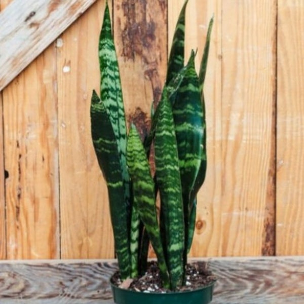 Sansevieria "Black Coral", Snake Plant, Dark Green, Air Purifying,  Toxin Removal,  Easy Care, 4" Container