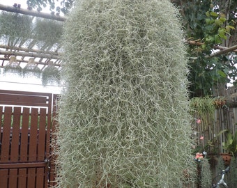 Live plant, Tillandsia usneoides, "Spanish Moss", Live Moss, Decoration Plant, Hanging Moss, Indoor, Outdoor, Natural