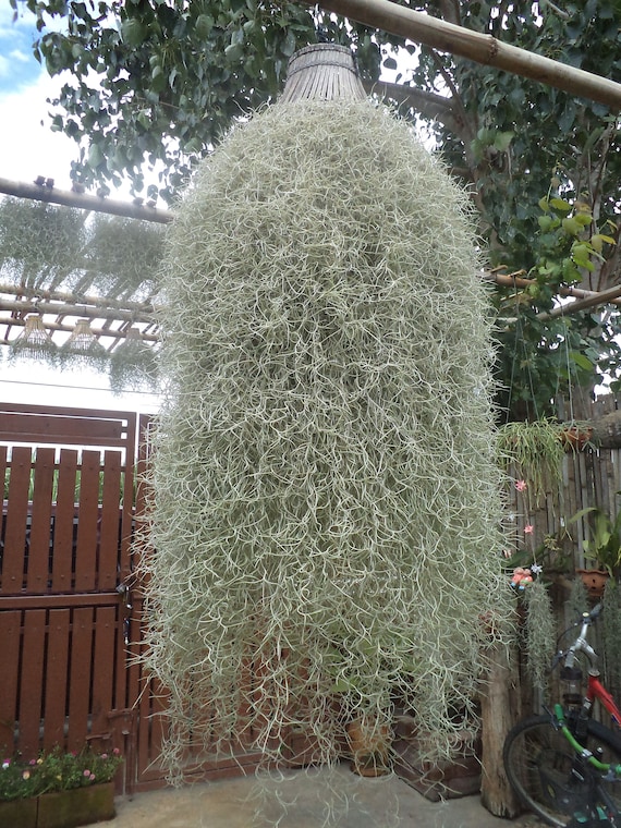 Live plant, Tillandsia usneoides, Spanish Moss, Live Moss, Decoration  Plant, Hanging Moss, Indoor, Outdoor, Natural