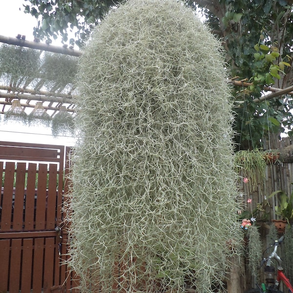 Live plant, Tillandsia usneoides, "Spanish Moss", Live Moss, Decoration Plant, Hanging Moss, Indoor, Outdoor, Natural