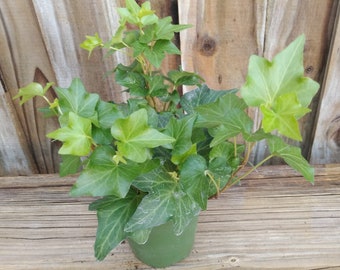 Live plant, Green Ivy "Hedera Helix", Climbing, Decor, House plant, Office plant, 4" pot