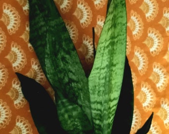 Sansevieria, Snake Plant "Futura Superba", Rare plant, Rooted Cutting, Mother-in-law Tongue, Propagation