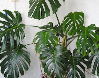 Philodendron "Monstera Deliciosa", 4" pot, Heart shaped Foliage, Live House Plant, Office Plant