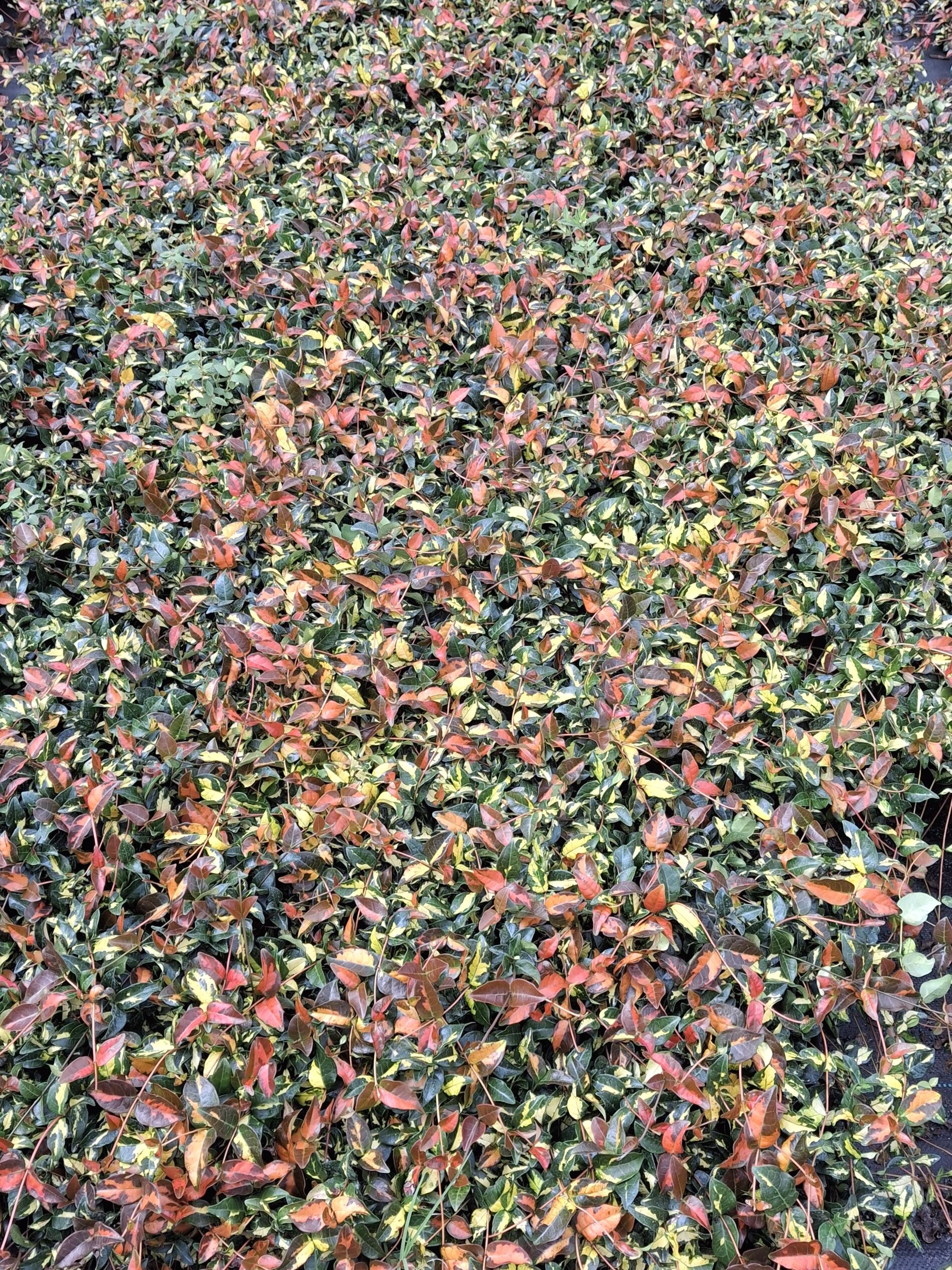Summer Sunset Jasmine Plant: Variegated Foliage, Fragrant Blooms