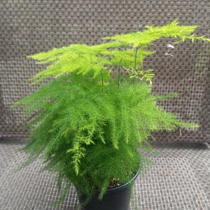 Ming Plumosa Fern, Asparagus Retrofractus, Live Plant, 4" container, Fairy Garden, Pixie Plant