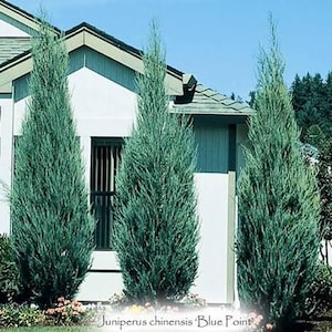 May include: Three tall, slender Blue Point juniper trees with blue-green foliage stand in front of a white house with a teal roof. The text "Juniperus chinensis 'Blue Point'" is at the bottom of the image.