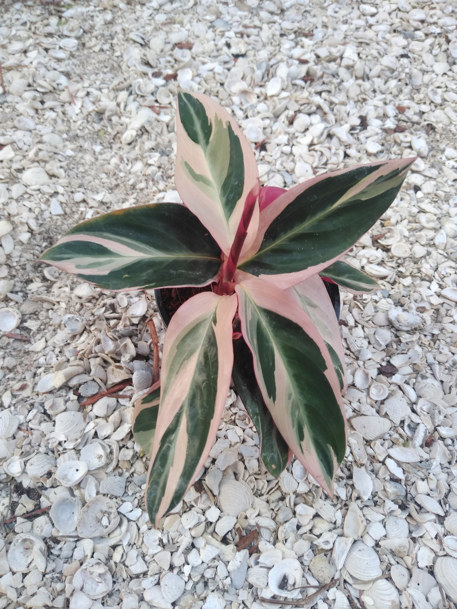 Live Plant Stromanthe Triostar Tricolor Prayer Plant Etsy