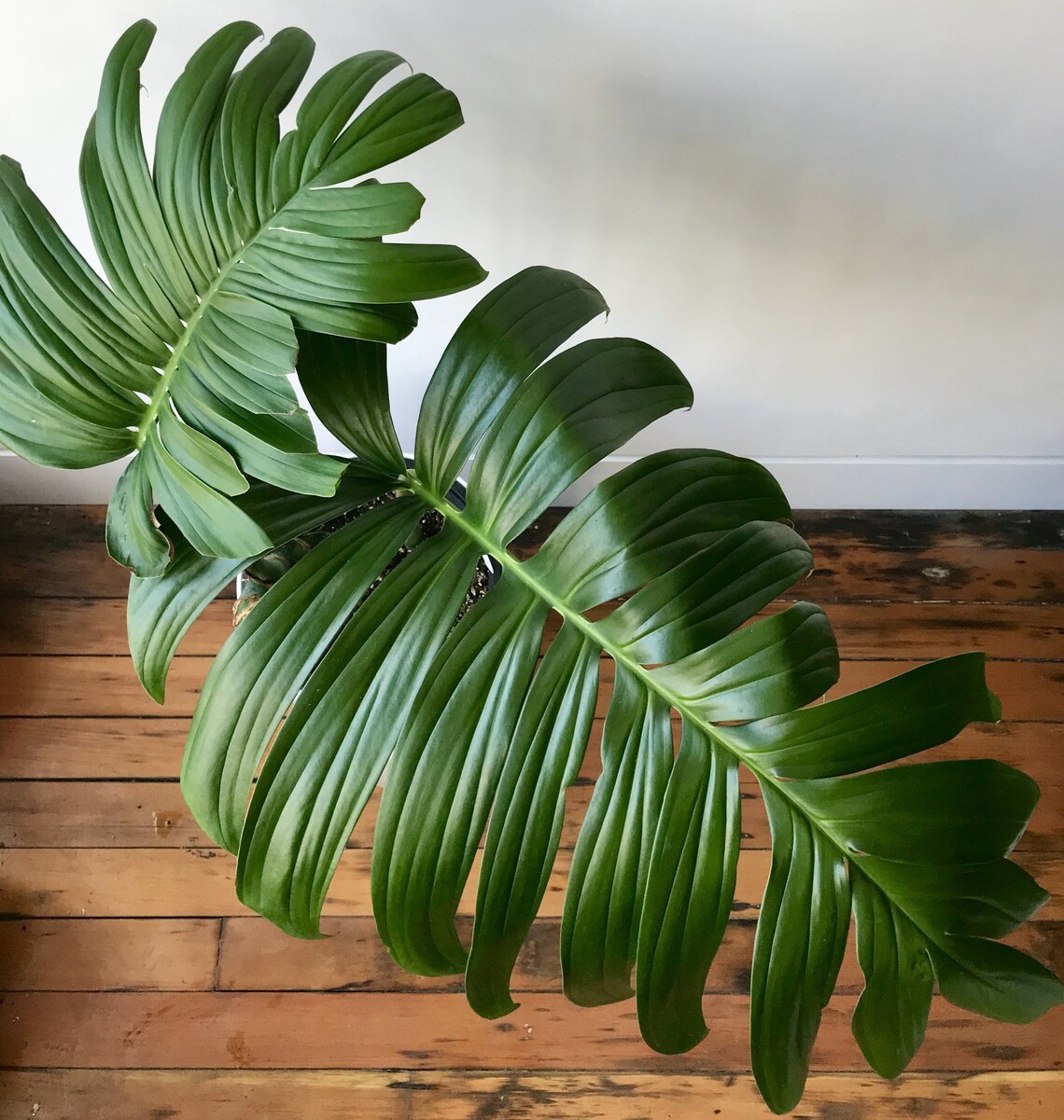 Rhaphidophora Decursiva Dragon Tail