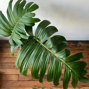 Giant Philodendron - Etsy
