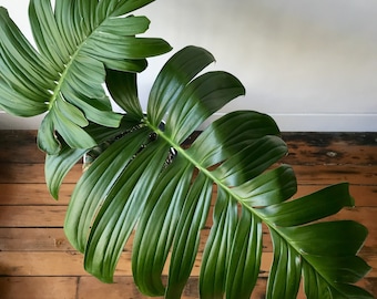 Rare Plant, Rhaphidophora decursiva, "Dragon Tail", Creeping Philodendron, Giant Climber, 4" container, Pothos Decursiva, Palm Monstera