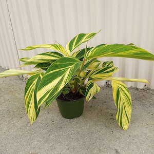 Variegated Ginger Plant, Live Plant, Shell Ginger, Alpinia zerumbet 'Variegata' ,House plant, Office plant ,6" container