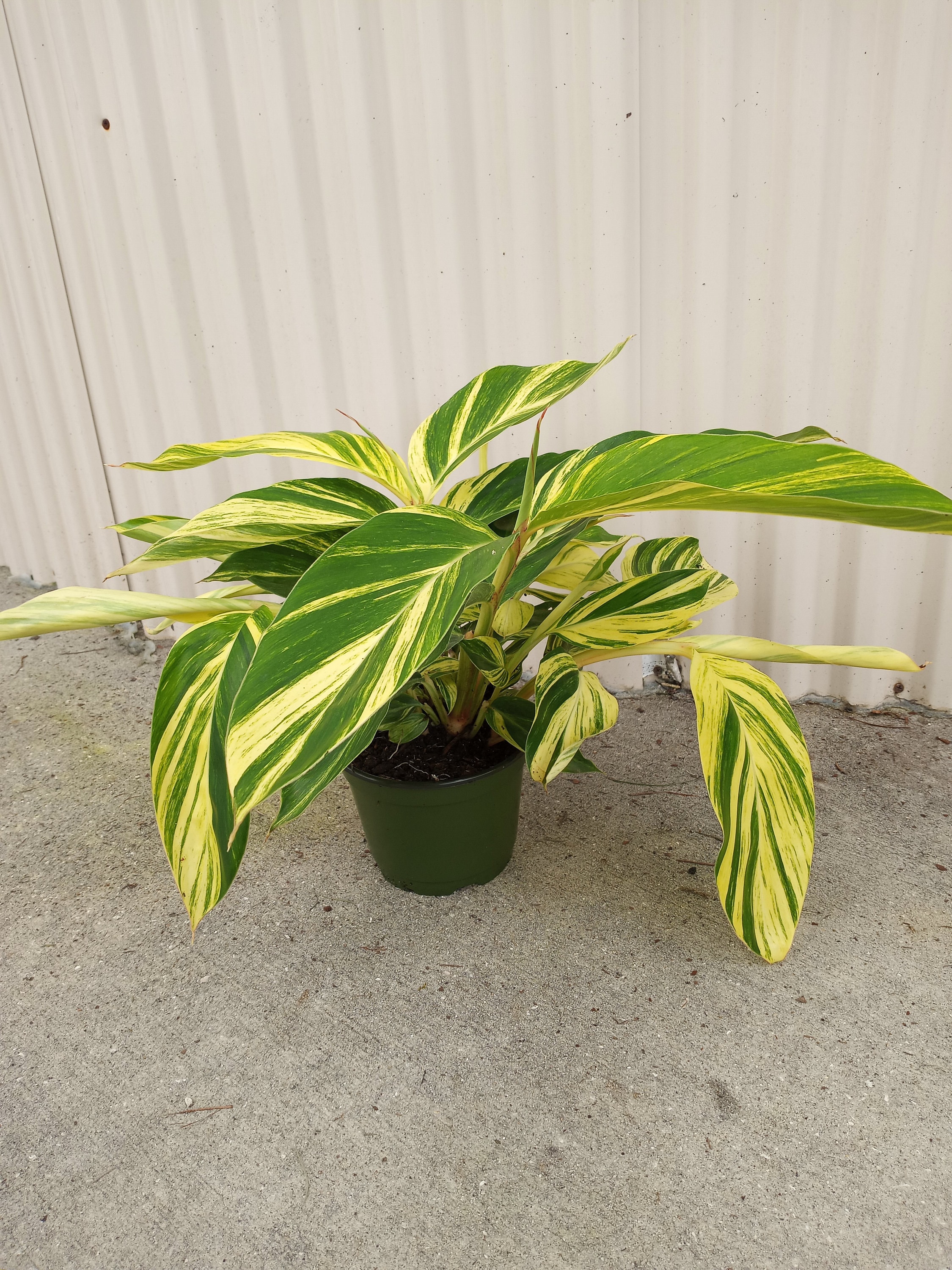 Variegated Ginger Plant Live Plant Shell Ginger Alpinia Etsy