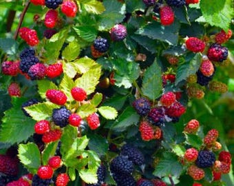 Apache Blackberry, Thornless Blackberry,  High Yield,  1 Starter Plant