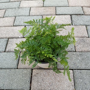 May include: A potted fern with vibrant green fronds. The plant is in a black pot with a cream-colored rim, set on a gray brick surface. The fern's leaves have a delicate, textured appearance, creating a lush, full look. The image is taken in natural light.