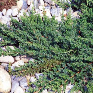 May include: A close-up view of a vibrant green juniper shrub with fine, needle-like leaves. The shrub is surrounded by smooth, gray and white river rocks, creating a natural, textured contrast. The plant's branches have a reddish-brown hue.