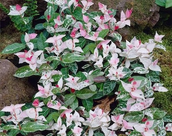 Snow'N'Summer Jasmine, Variegated Pink White Foliage, 4" Container Plant