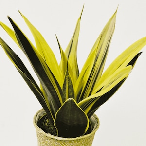 Sansevieria Trifasciata Golden Flame, Rare Snake Plant, Yellow Variegation,  Awesome High Color,  4" container