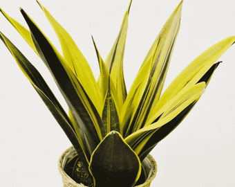 Sansevieria Trifasciata Golden Flame, Rare Snake Plant, Yellow Variegation,  Awesome High Color,  4" container