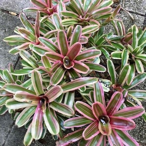 Bromeliad, "Pink Powder" Variegated Fireball Bromeliad, Bare Root, Easy Care, Spreading