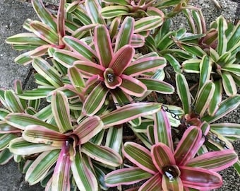 Bromeliad, "Pink Powder" Variegated Fireball Bromeliad, Bare Root, Easy Care, Spreading