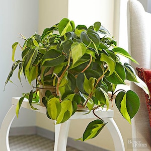 Philodendron Brazil Live Plant: Variegated Hanging Basket (8&quot;)