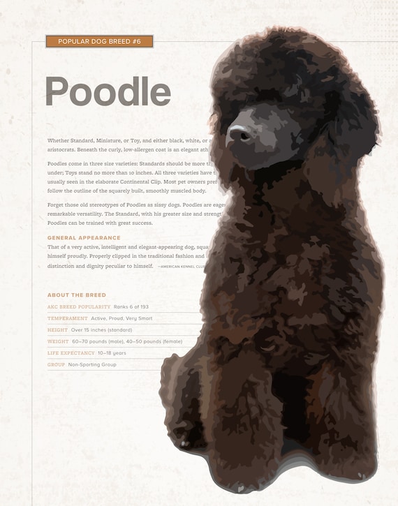 poodle toy pret