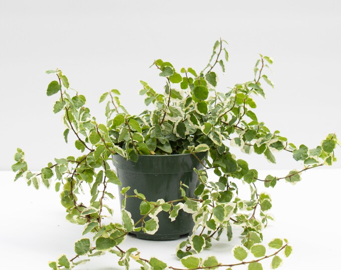 Creeping Fig Variegated 4'' Etsy