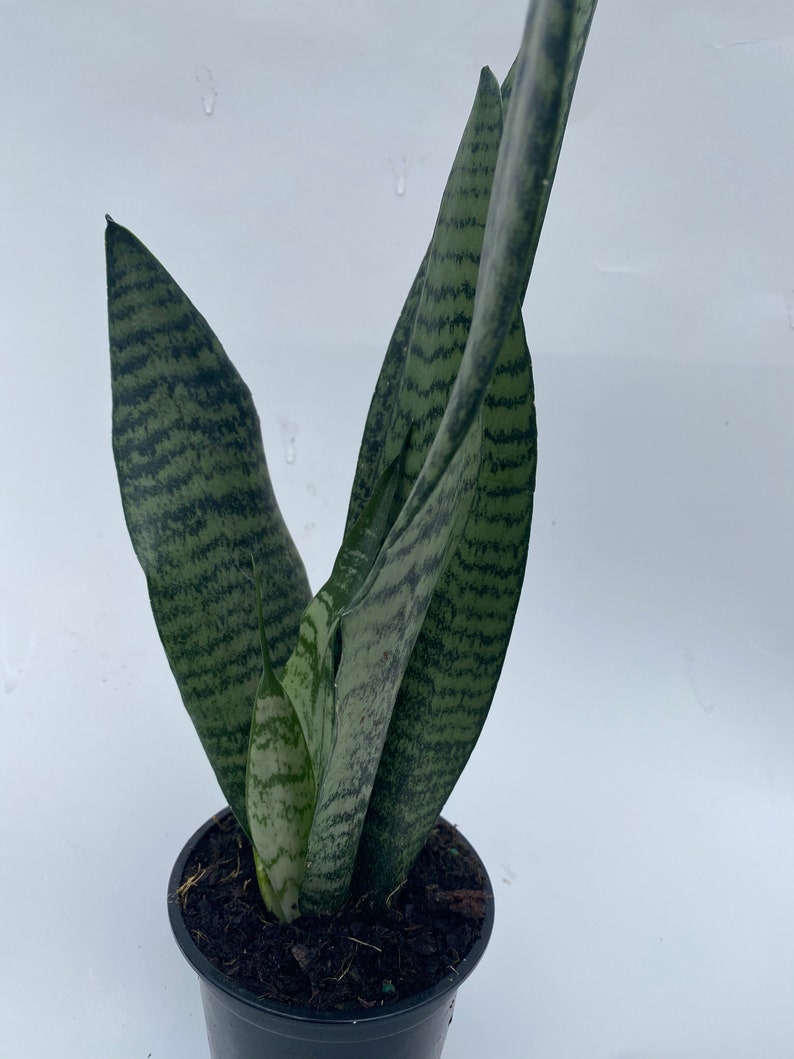 Snake Plant 4 dark green image 2